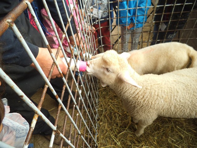 In fattoria l agnello