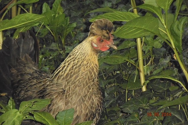 gallina cova 1