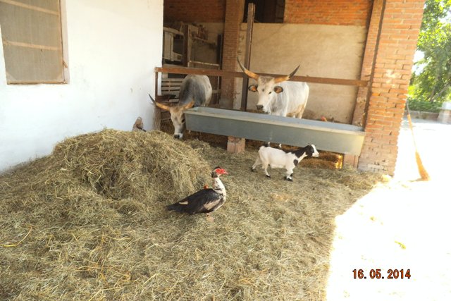 maremmani e capretta