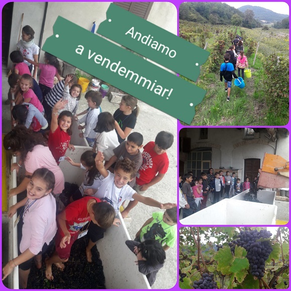 vendemmia 2