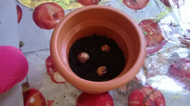 crocus 5
