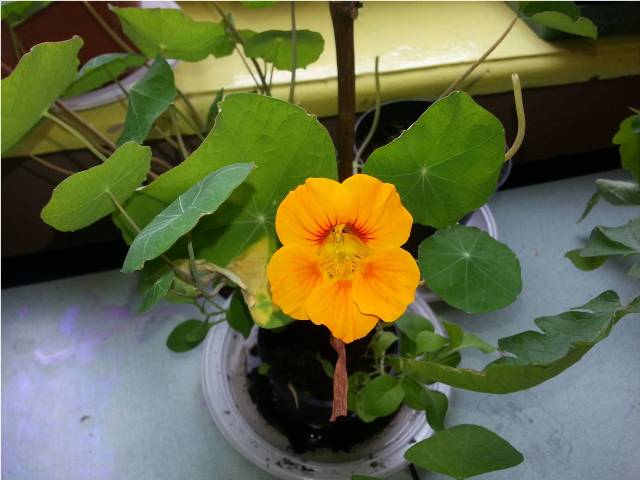fiore giallo