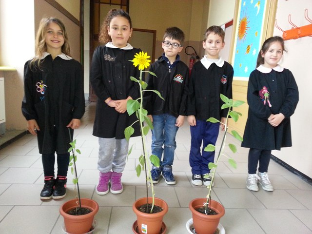 girasoli 1