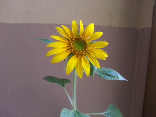girasoli 2