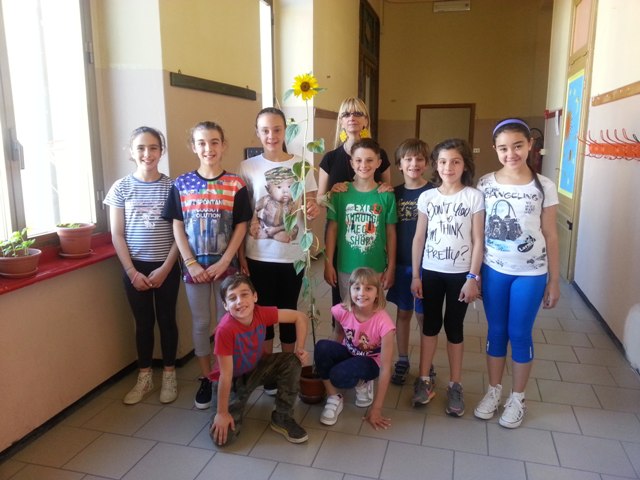girasoli 5