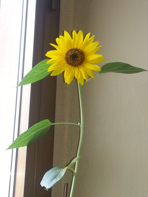 girasoli 6